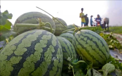 Năm vấn đề lưu ý trong Nghị định thư đối với quả dưa hấu tươi xuất khẩu sang Trung Quốc