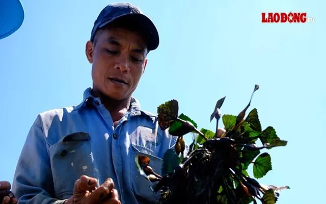 Trồng ấu xen canh với lúa, nông dân miền Tây thu lợi nhuận gấp 3