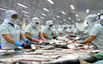 Xuất khẩu cá tra sang Trung Quốc đón sóng phục hồi