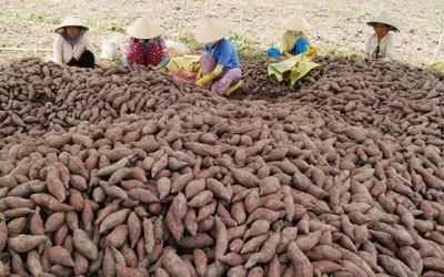 Việt Nam sở hữu loại củ 'trường thọ' được người Nhật quý như vàng: Trung Quốc vừa ăn đã mê, xuất khẩu từ củ đến lá hàng chục triệu USD