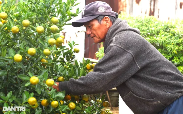 Làng quất cảnh Hội An tất bật cho mùa làm ăn lớn nhất năm