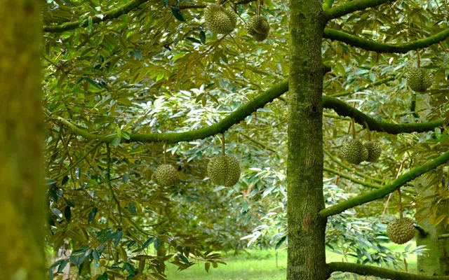 Nhờ 1 lợi thế 'ăn đứt' Thái Lan, sầu riêng Việt Nam được nhiều nước tăng thu mua - xuất khẩu vượt 2 tỷ USD 1 lợi thế 'ăn đứt' Thái Lan, sầu riêng Việt Nam được nhiều nước tăng thu mua - xuất khẩu vượt 2 tỷ USD