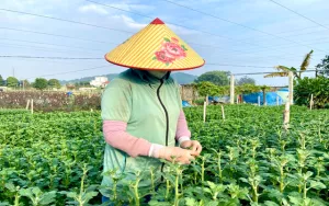 Thủ phủ hoa lớn nhất xứ Thanh: Người làm vườn trông chờ vụ Tết để 'gỡ vốn'