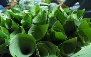 Loại lá gói xôi ở Việt Nam ra nước ngoài thành sản vật giá nửa triệu/kg, xuất khẩu thu về chục tỷ/năm