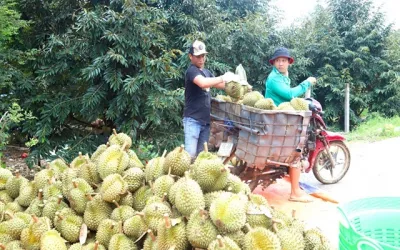 Chi phí xuất khẩu thấp sang Trung Quốc sẽ tạo ‘bàn thắng’ cho trái cây Việt trước Thái Lan
