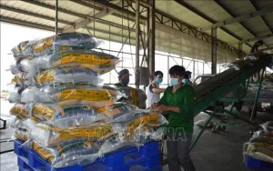 Thị trường nông sản: Nông dân thu lợi nhuận khá từ lúa Đông Xuân sớm