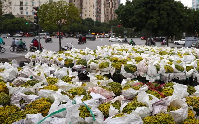 Cúc miền Tây 'bay' Hà Nội: Hoa đẹp giá rẻ, bán vù vù