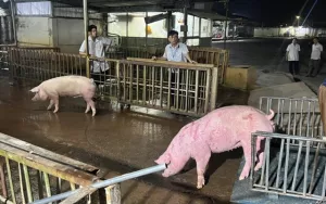 Lợn nhập lậu tăng mạnh: Người chăn nuôi lo phá sản