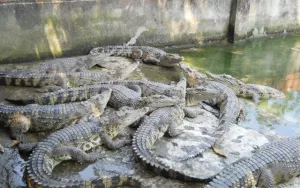 Sắp xuất khẩu cá sấu Việt Nam sang Trung Quốc