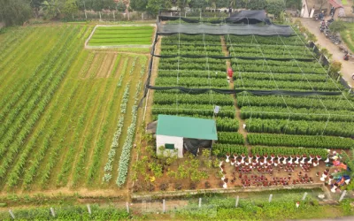 Khu vườn hoa ly 50.000 cây giá tiền tỷ của chàng trai Hà Tĩnh