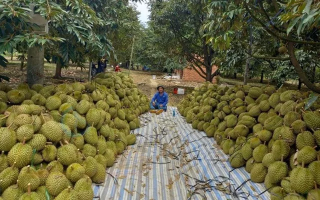 Mía, sầu riêng, rau màu... thu lãi lớn dịp giáp Tết