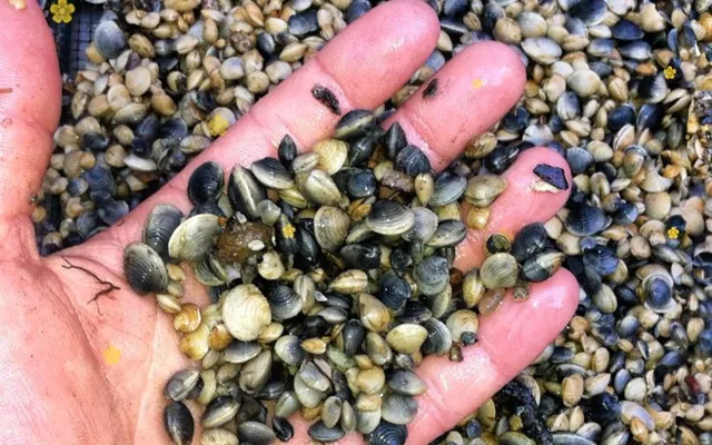 Việt Nam sở hữu ‘sản vật’ được Trung Quốc tăng nhập khẩu gấp 34 lần: Thu về hàng trăm triệu USD năm 2023, Campuchia, Mỹ đặc biệt ưa chuộng