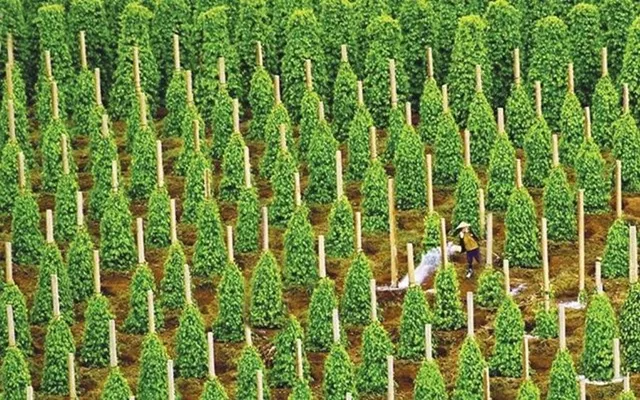 Không chỉ gạo, Philippines cũng đang săn lùng một sản vật của Việt Nam: là 'vàng mười' nước ta xuất khẩu đứng đầu thế giới hơn 20 năm