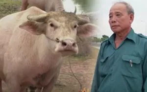 Sự thật về đàn trâu có màu lạ của lão nông ở Tây Ninh, được đồn trả cả tỷ đồng/con nhưng chủ không bán
