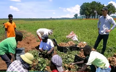 Nông trại Việt tại Angola bội thu đầu năm 3 loại rau củ người Trung Quốc thích mê, tranh nhau mua