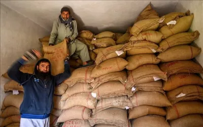 Giá gạo của Ấn Độ tăng lên mức kỷ lục mới