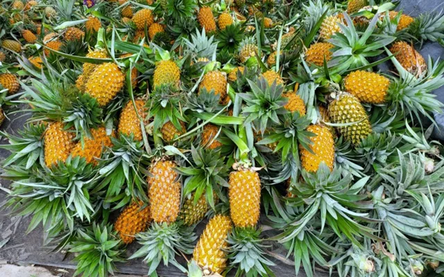 Giá khóm ở Hậu Giang tăng cao nhưng thiếu hụt nguồn cung