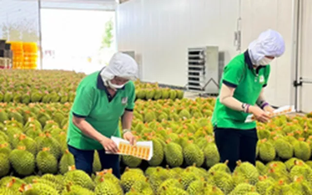 Lý do Việt Nam tăng mạnh xuất khẩu rau quả sang Trung Quốc