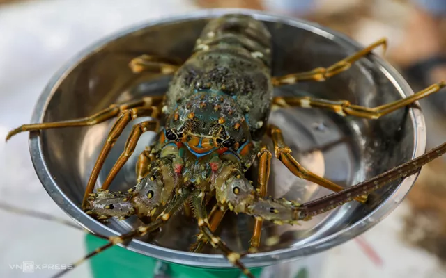 Xuất khẩu tôm hùm tăng hơn 18 lần