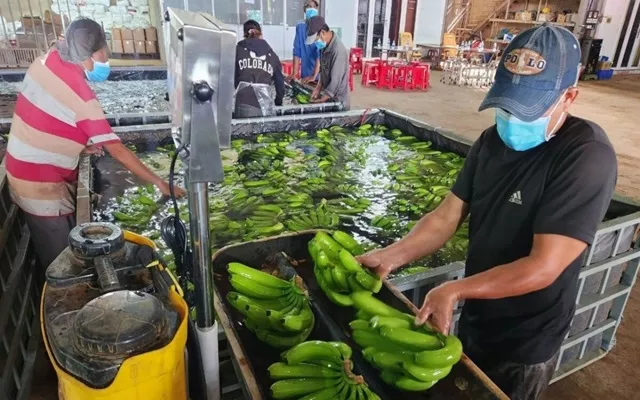 Trúng mùa được giá lúa Đông Xuân, nông dân Hậu Giang xuống giống vụ Hè Thu