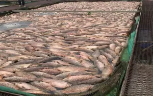 Hàng trăm tấn cá chết ở Hải Dương: Nông dân bật khóc, xót xa tiền tỷ trôi sông