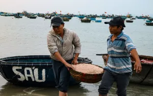 Ngư dân Đà Nẵng được mùa ruốc biển
