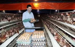 Nuôi gà siêu trứng quy mô lớn ở Hợp tác xã chăn nuôi Nguyễn Gia
