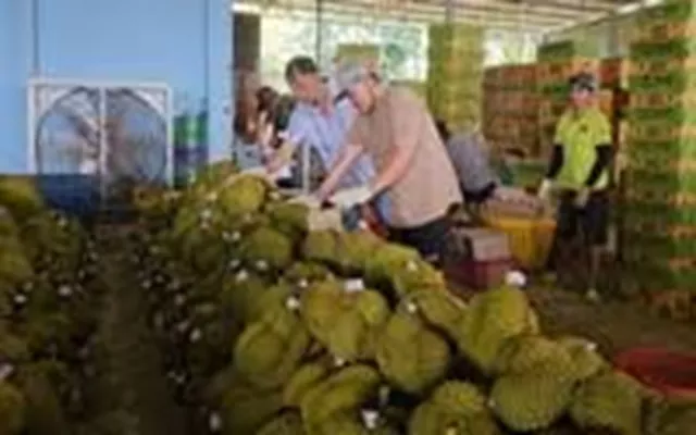 Vì sao chưa công bố nguyên nhân 30 lô sầu riêng nhiễm Cadimi?