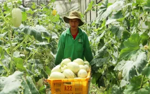 Nông nghiệp hữu cơ và “bước đi” chinh phục thị trường