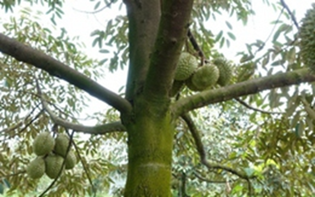 708 mã số vùng trồng sầu riêng được cấp phép xuất khẩu vào Trung Quốc