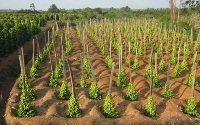 Hàn Quốc bất ngờ săn lùng hàng nghìn tấn 'vàng trên cây' của Việt Nam: tăng nhập khẩu hơn 300%, giá trong nước liên tục leo thang