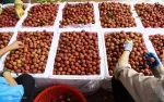 Nông sản Việt bán giá tốt khi được bảo hộ tại nước ngoài