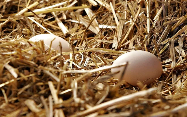 Mặt hàng ở Việt Nam có thời điểm giá rẻ như cho, bán đầy đường để 