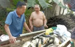 Hàng chục tấn cá lồng chết bất thường trên sông
