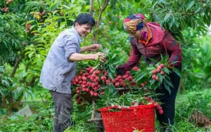 Vải thiều mất mùa, doanh nghiệp giảm sản lượng xuất khẩu