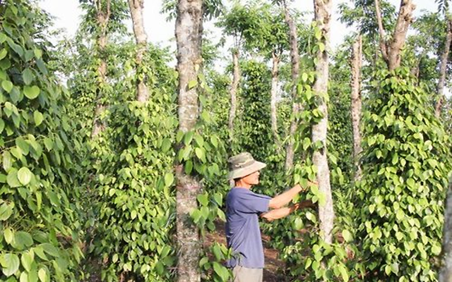 Vượt qua mọi đối thủ, một mặt hàng giúp Việt Nam 'làm trùm' tại Mỹ: Chiếm trọn 80% thị phần, thu về hơn 200 triệu USD từ đầu năm