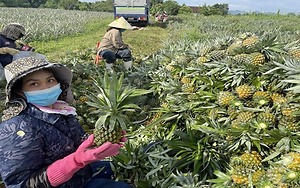 Được mùa dứa 'nữ hoàng', nông dân Nghệ An thu hàng trăm triệu đồng