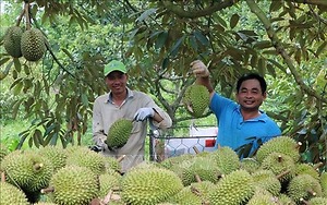 Nắng nóng gay gắt, sầu riêng mất mùa đẩy giá tăng cao