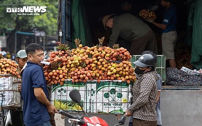 Thủ phủ vải thiều Lục Ngạn mất mùa, giá tăng gấp rưỡi