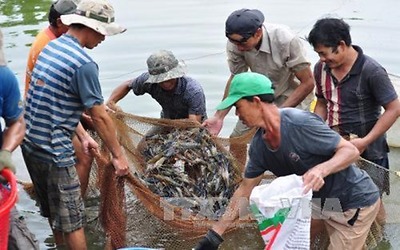 Giá tôm tăng, người nuôi có lãi