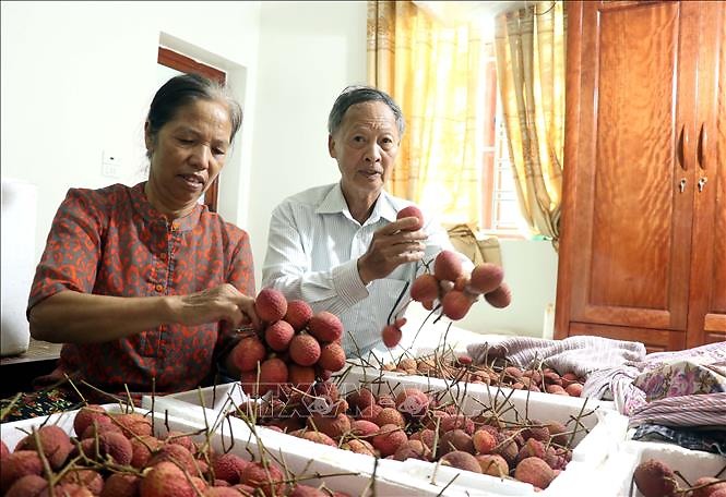 Nguồn cung tăng khiến giá gạo xuất khẩu đi xuống