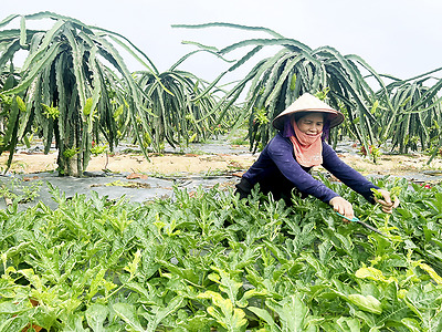 Cây thanh long trên đồng đất Đại Tự