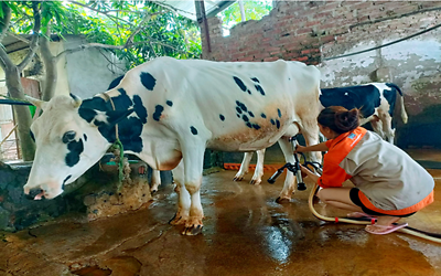 Vĩnh Phúc: Sản lượng sữa bò tươi đạt hơn 31 nghìn tấn