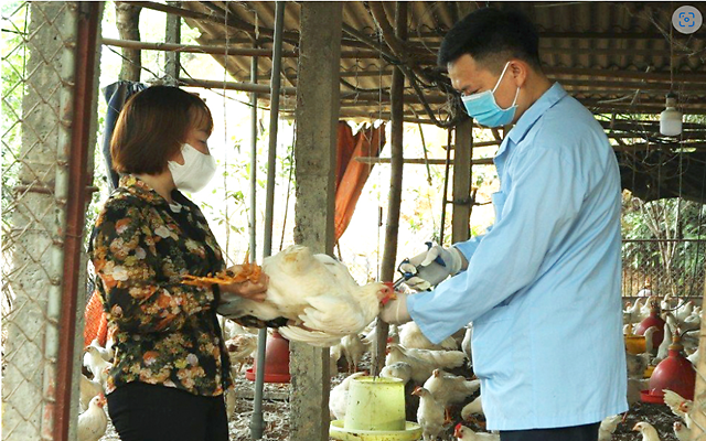 Tiêm phòng vắc xin - biện pháp bảo vệ tốt nhất đàn vật nuôi