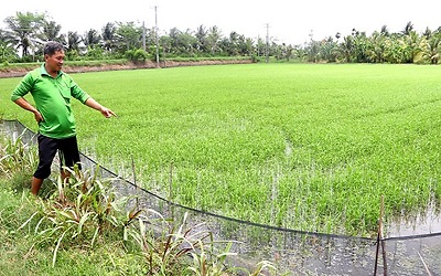 Diệt chuột - cần sự chung tay cộng đồng