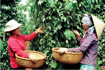 Lý do giá hồ tiêu 'nhảy múa' liên tục