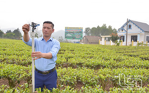 Nâng hàm lượng khoa học - công nghệ trong sản xuất chè