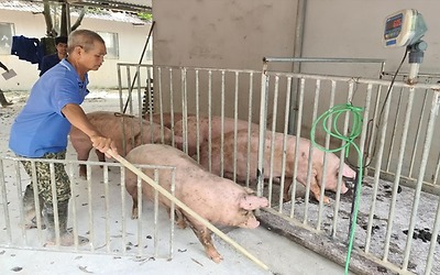 Giá lợn hơi tăng cao, người chăn nuôi ở Hải Dương phấn khởi