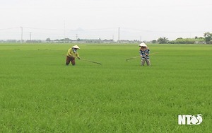 Nông dân Ninh Phước tập trung chăm sóc cây trồng vụ hè - thu