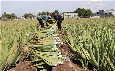 Nha đam Ninh Thuận hút hàng mùa nắng nóng